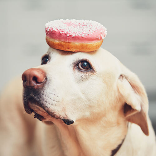 Hundefutter